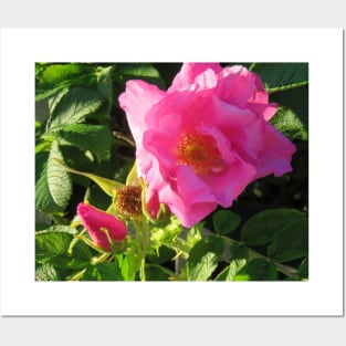 Seaside Pink Rose Posters and Art